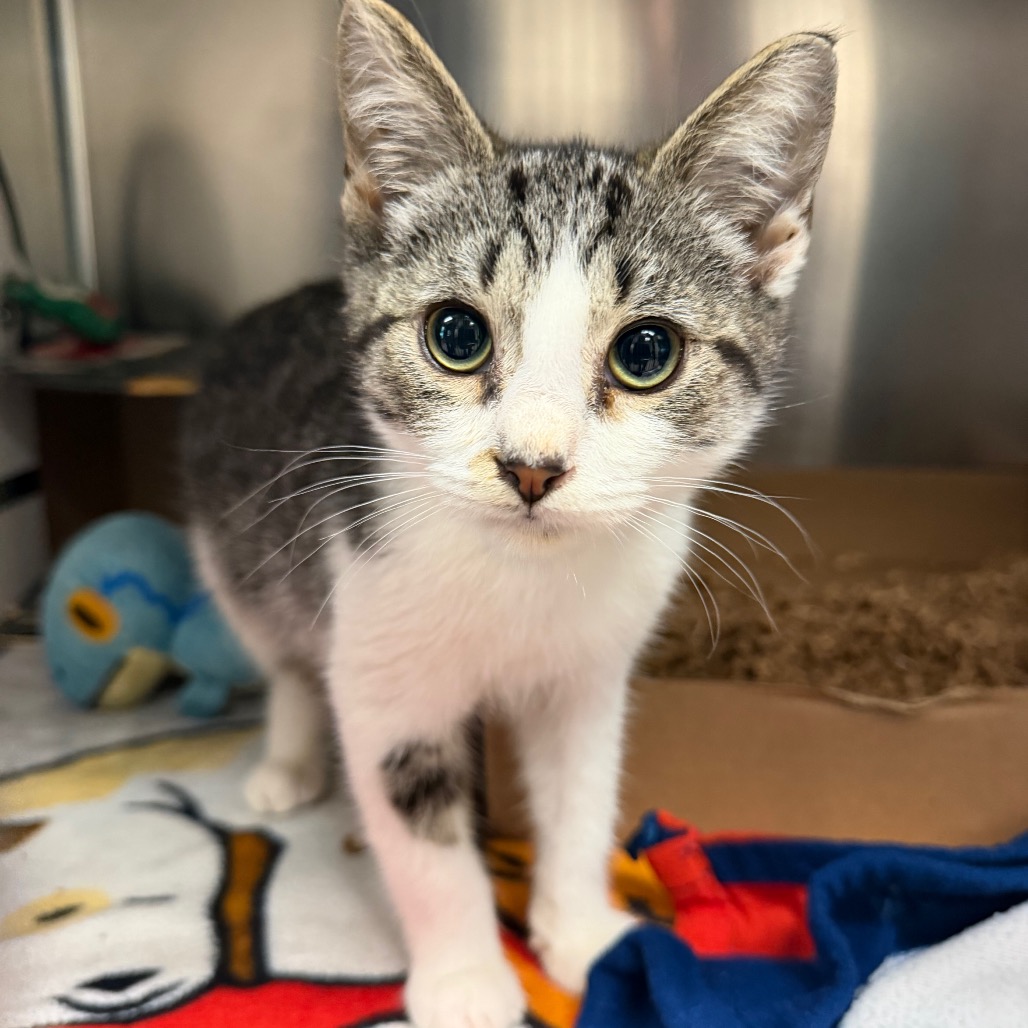 Shelter Stray Male Cat last seen , 1244 N Delsea Dr, Vineland, NJ 08360, USA