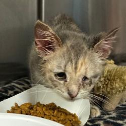 Shelter Stray Female Cat last seen , 1244 N Delsea Dr, Vineland, NJ 08360, USA
