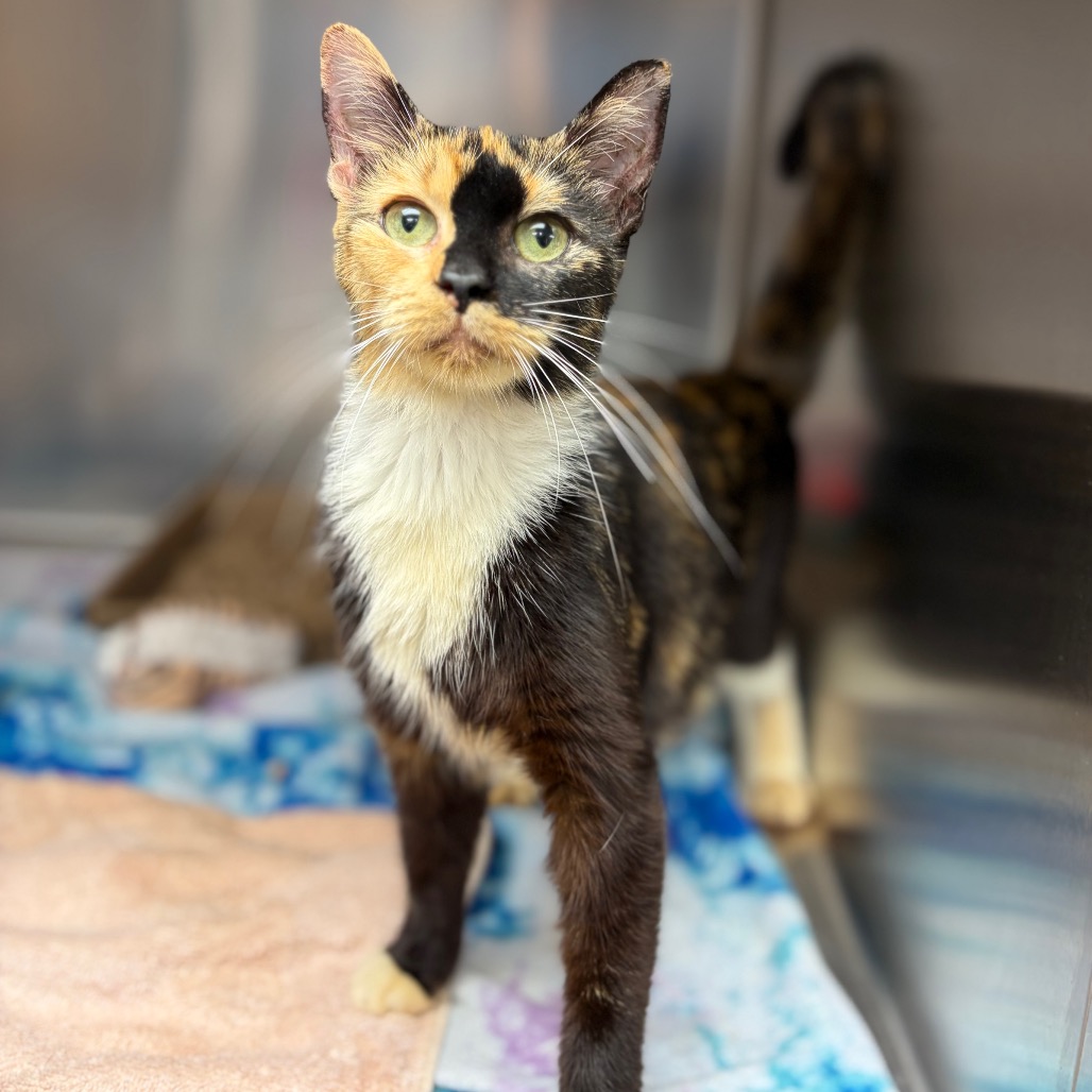 Shelter Stray Female Cat last seen , 1244 N Delsea Dr, Vineland, NJ 08360, USA