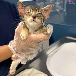 Shelter Stray Female Cat last seen , 1244 N Delsea Dr, Vineland, NJ 08360, USA