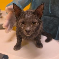 Shelter Stray Male Cat last seen , 1244 N Delsea Dr, Vineland, NJ 08360, USA