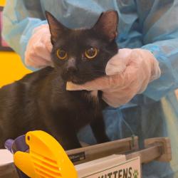 Shelter Stray Female Cat last seen , 1244 N Delsea Dr, Vineland, NJ 08360, USA