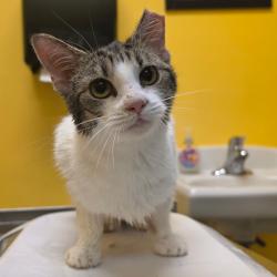 Shelter Stray Female Cat last seen , 1244 N Delsea Dr, Vineland, NJ 08360, USA