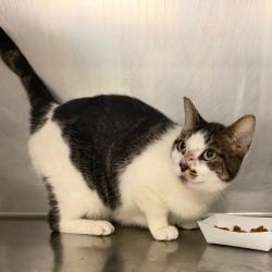 Shelter Stray Unknown Cat last seen , 1244 N Delsea Dr, Vineland, NJ 08360, USA