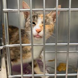 Shelter Stray Female Cat last seen , 1244 N Delsea Dr, Vineland, NJ 08360, USA