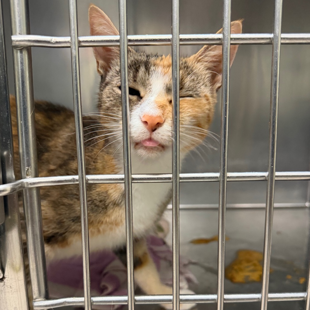 Shelter Stray Female Cat last seen , 1244 N Delsea Dr, Vineland, NJ 08360, USA