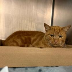 Shelter Stray Male Cat last seen , 1244 N Delsea Dr, Vineland, NJ 08360, USA