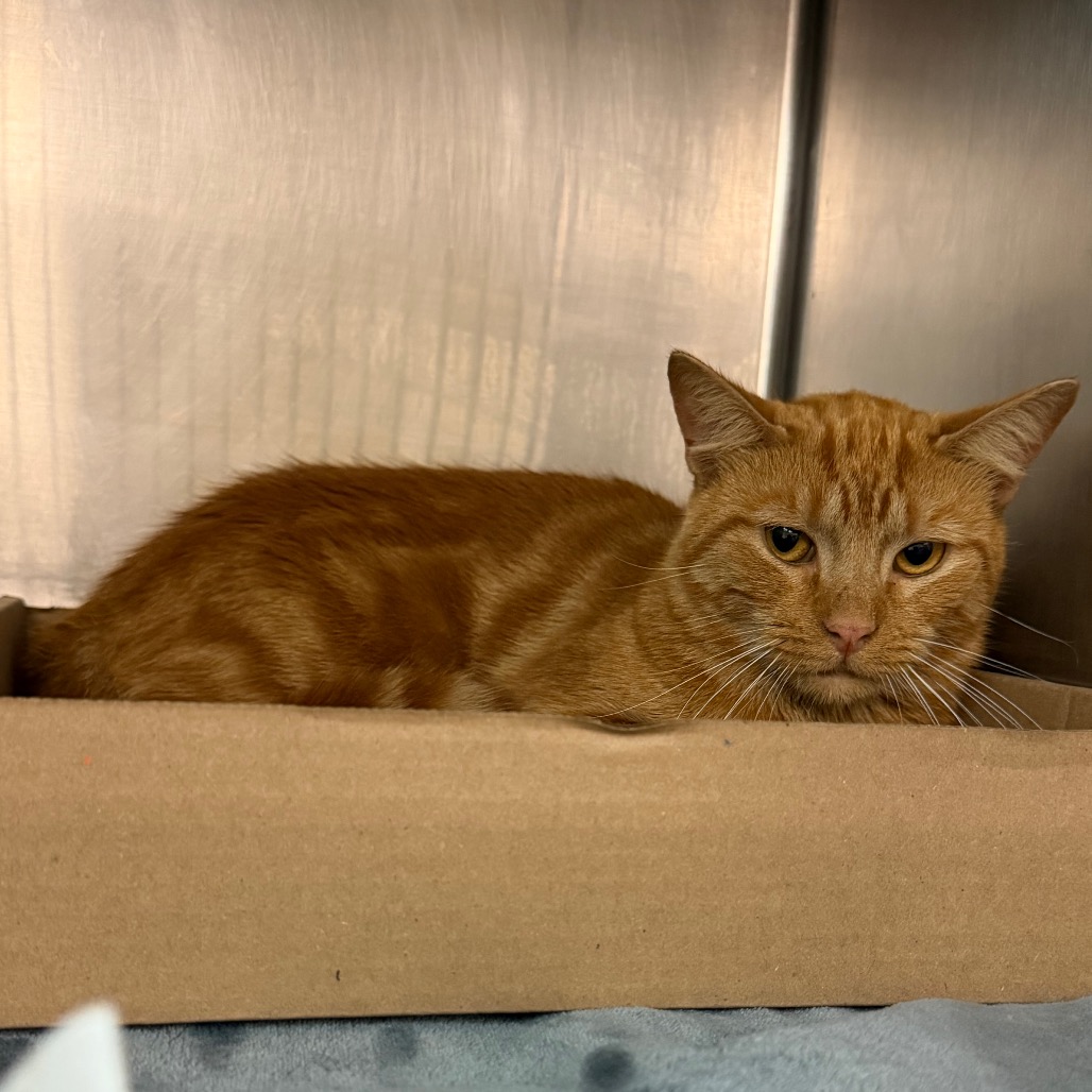 Shelter Stray Male Cat last seen , 1244 N Delsea Dr, Vineland, NJ 08360, USA