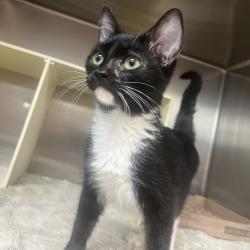 Shelter Stray Male Cat last seen , 1244 N Delsea Dr, Vineland, NJ 08360, USA