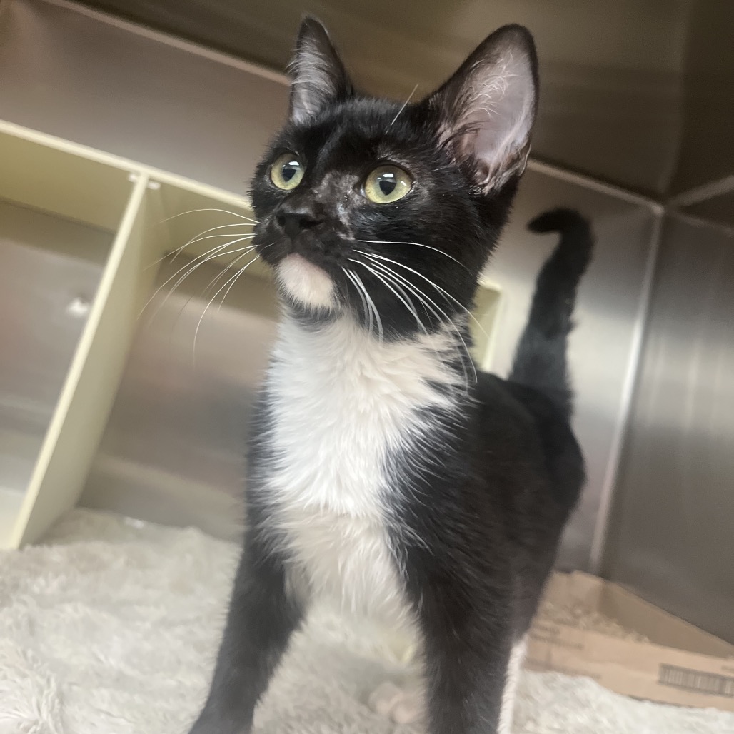 Shelter Stray Male Cat last seen , 1244 N Delsea Dr, Vineland, NJ 08360, USA