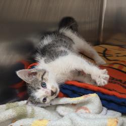 Shelter Stray Male Cat last seen , 1244 N Delsea Dr, Vineland, NJ 08360, USA