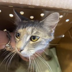 Shelter Stray Female Cat last seen , 1244 N Delsea Dr, Vineland, NJ 08360, USA