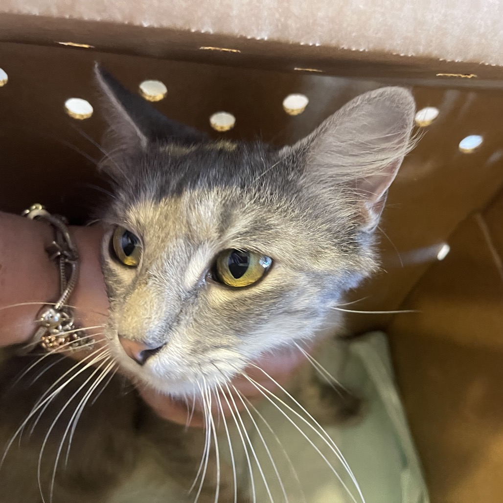 Shelter Stray Female Cat last seen , 1244 N Delsea Dr, Vineland, NJ 08360, USA