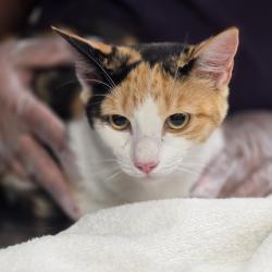 Shelter Stray Female Cat last seen , 1244 N Delsea Dr, Vineland, NJ 08360, USA