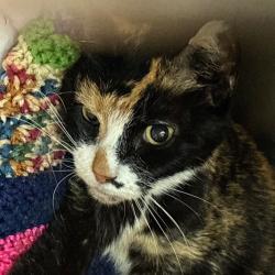 Shelter Stray Female Cat last seen , 1244 N Delsea Dr, Vineland, NJ 08360, USA
