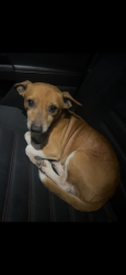 Lost Male Dog last seen Lee rd, Lithia Springs, GA 30122