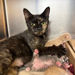 Shelter Stray Female Cat last seen , 1244 N Delsea Dr, Vineland, NJ 08360, USA