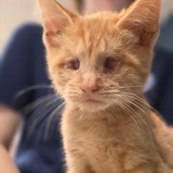 Shelter Stray Male Cat last seen , 1244 N Delsea Dr, Vineland, NJ 08360, USA