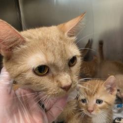 Shelter Stray Female Cat last seen , 1244 N Delsea Dr, Vineland, NJ 08360, USA