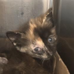 Shelter Stray Unknown Cat last seen , 1244 N Delsea Dr, Vineland, NJ 08360, USA