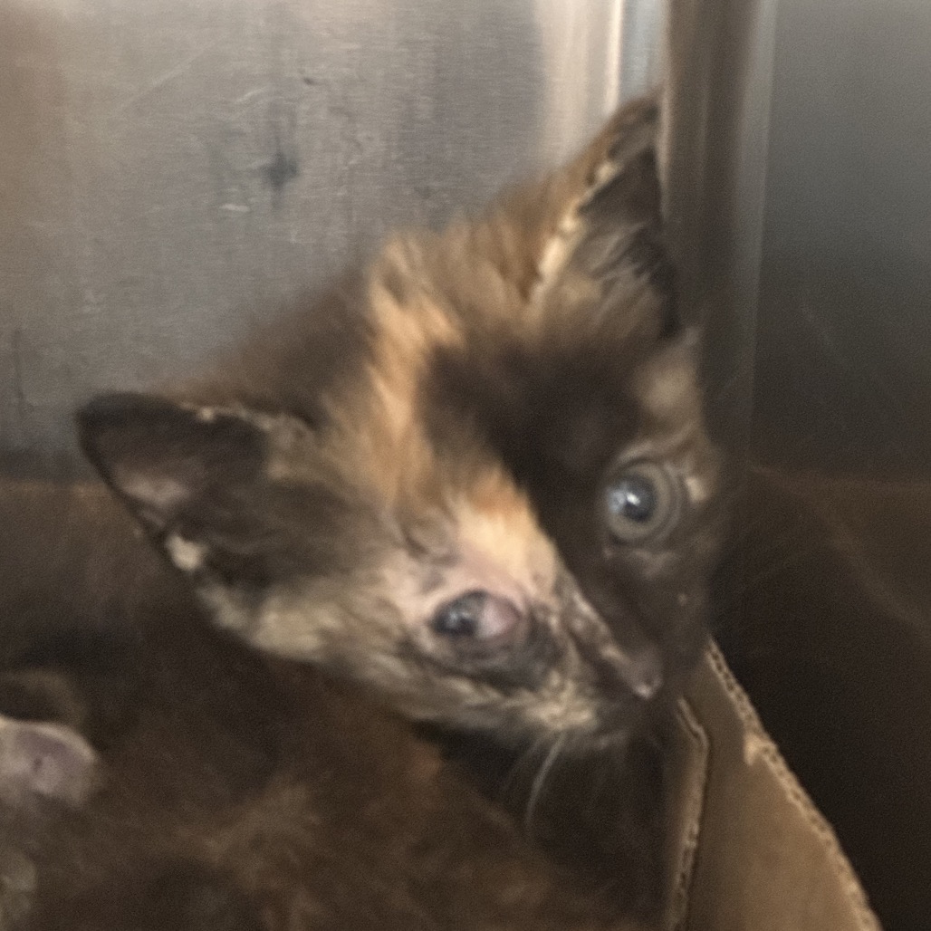 Shelter Stray Unknown Cat last seen , 1244 N Delsea Dr, Vineland, NJ 08360, USA