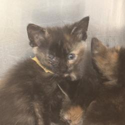 Shelter Stray Unknown Cat last seen , 1244 N Delsea Dr, Vineland, NJ 08360, USA