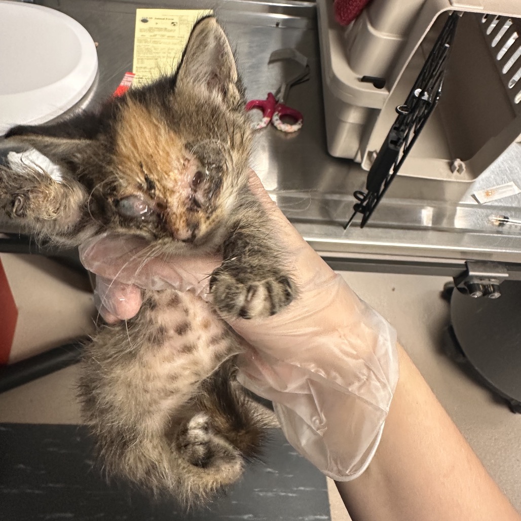 Shelter Stray Unknown Cat last seen , 1244 N Delsea Dr, Vineland, NJ 08360, USA