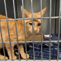 Shelter Stray Unknown Cat last seen , 1244 N Delsea Dr, Vineland, NJ 08360, USA