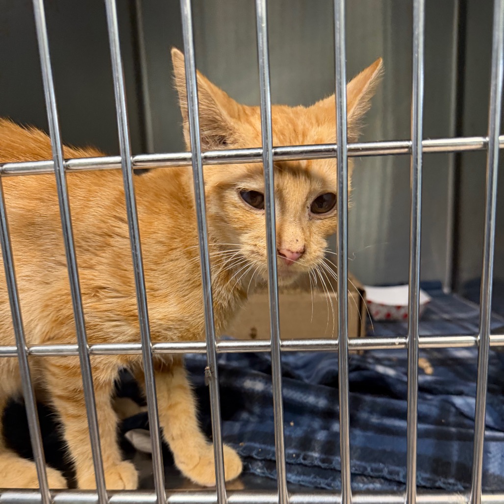 Shelter Stray Unknown Cat last seen , 1244 N Delsea Dr, Vineland, NJ 08360, USA