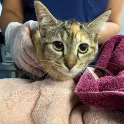 Shelter Stray Female Cat last seen , 1244 N Delsea Dr, Vineland, NJ 08360, USA