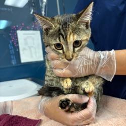 Shelter Stray Female Cat last seen , 1244 N Delsea Dr, Vineland, NJ 08360, USA