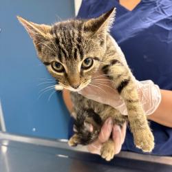 Shelter Stray Male Cat last seen , 1244 N Delsea Dr, Vineland, NJ 08360, USA