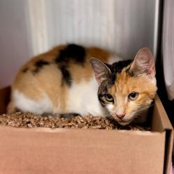 Shelter Stray Female Cat last seen , 1244 N Delsea Dr, Vineland, NJ 08360, USA