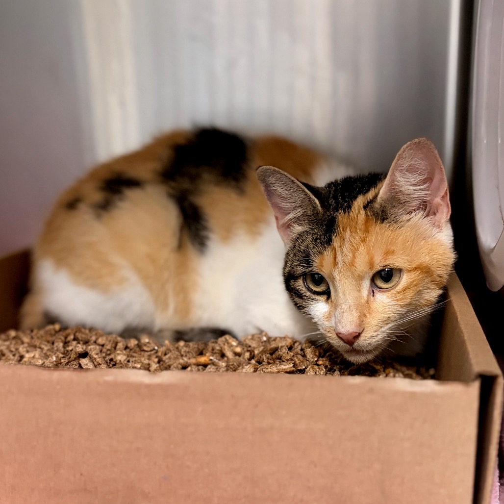 Shelter Stray Female Cat last seen , 1244 N Delsea Dr, Vineland, NJ 08360, USA