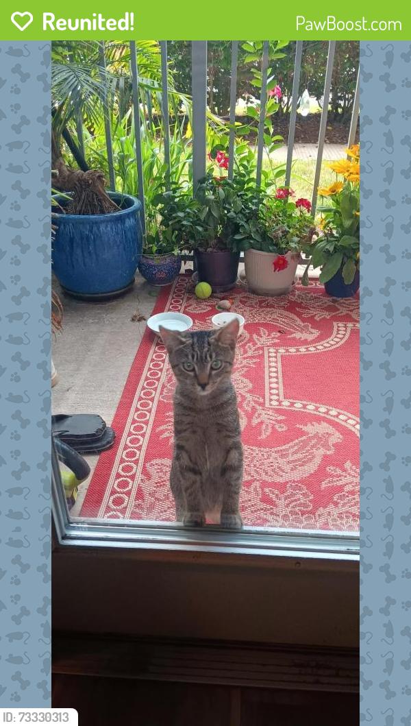 Reunited Female Cat last seen Mount Vernon and Blue Stone Rd, Sandy Springs, GA 30328