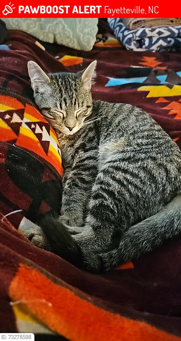 Lost Male Cat last seen The village at cliffdale, Fayetteville, NC 28314