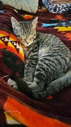 Lost Male Cat last seen The village at cliffdale, Fayetteville, NC 28314