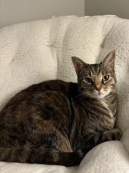Lost Female Cat last seen Near Planters Trail, Mt. Juliet, TN 37122