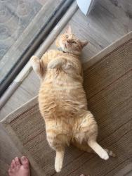 Reunited Male Cat last seen Crockett lake dr, Coupeville, WA 98239