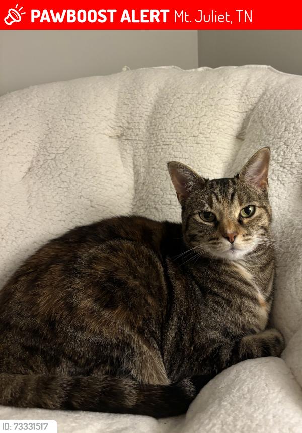 Lost Female Cat last seen Near Planters Trail, Mt. Juliet, TN 37122