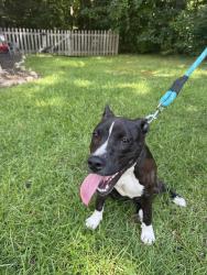 Reunited Female Dog last seen Near, Johnston County, NC 27577