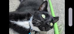 Lost Male Cat last seen Buffalo Road and River Landing Drive, Raleigh, NC 27604