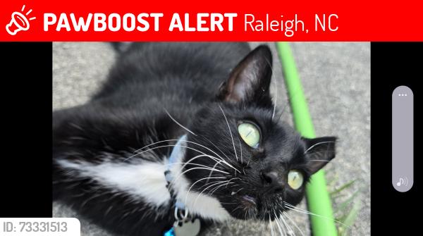 Lost Male Cat last seen Buffalo Road and River Landing Drive, Raleigh, NC 27604