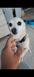 Lost Male Dog last seen Campbell Irvington, Tucson, AZ 85706