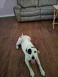 Reunited Female Dog last seen Green plain dr, San Antonio, TX 78245