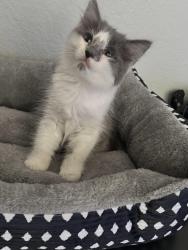 Lost Male Cat last seen Putnam st, Antioch, Antioch, CA 94509