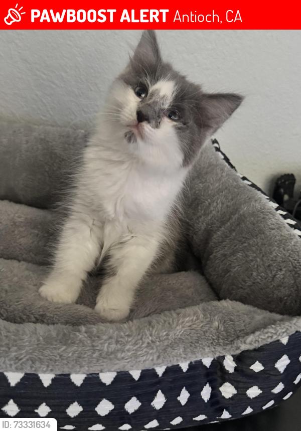 Lost Male Cat last seen Putnam st, Antioch, Antioch, CA 94509