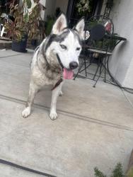 Found/Stray Female Dog last seen Holman, Stockton, CA 95212
