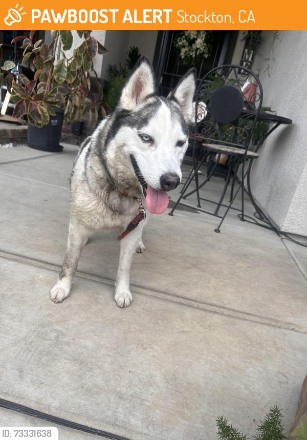 Found/Stray Female Dog last seen Holman, Stockton, CA 95212