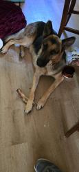 Found/Stray Male Dog last seen Woodard Ave, Cleburne, TX 76033